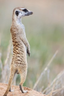 Suricate