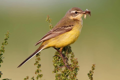 Blue-headed wagtail