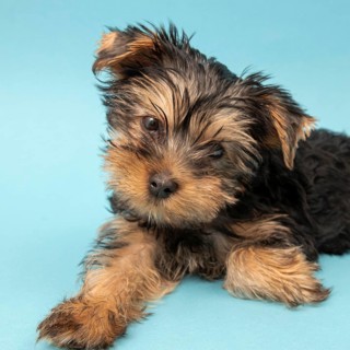 Front view cute yorkshire terrier dog