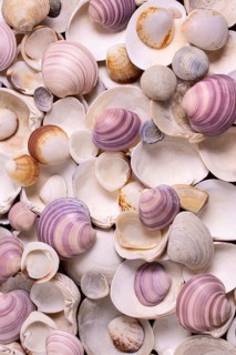 Flat lay seashells
