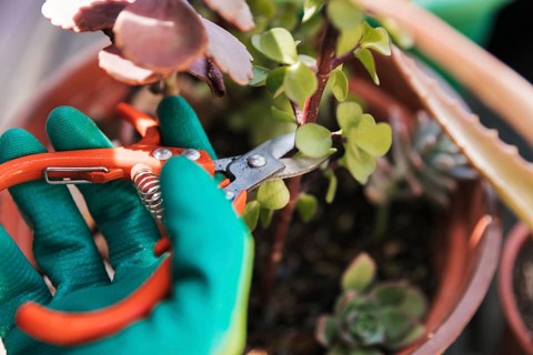 Gardener s cutting plant twig with secateurs