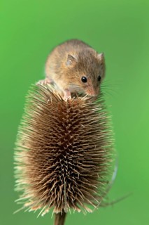 Eurasian harvest mouse
