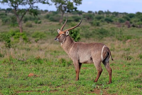 Ellipsen waterbuck