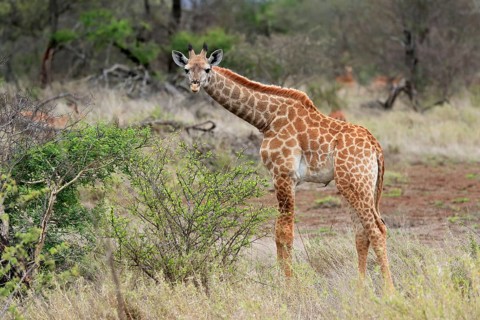 Southern giraffe