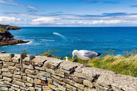 Seagull on wall overlooking the Atlantic Ocean