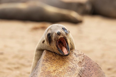 Cape Fur Seal