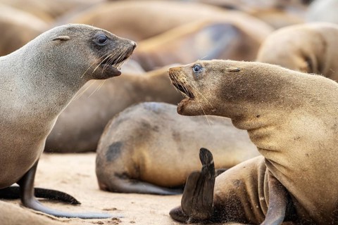 Cape Fur Seal