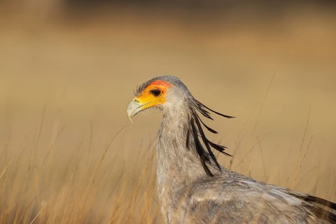 Secretary Bird