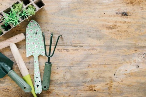 Baby plants peat tray with gardening tools wooden desk