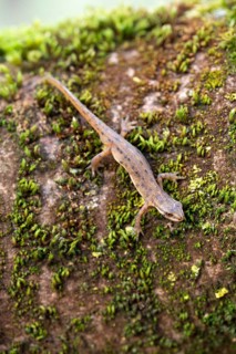 Common newt