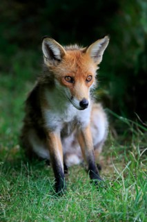 Red fox