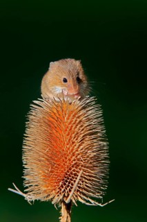 Eurasian harvest mouse