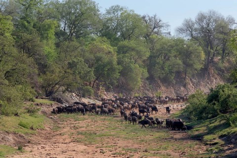 Cape buffalo