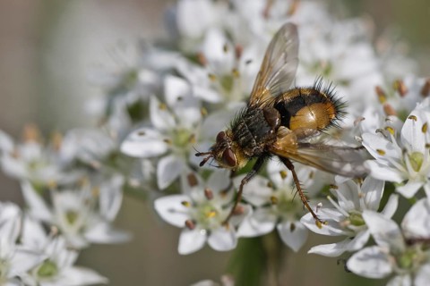Hedgehog fly