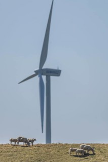 Sheep standing on a dike by the sea in front of a wind turbine for wind energy