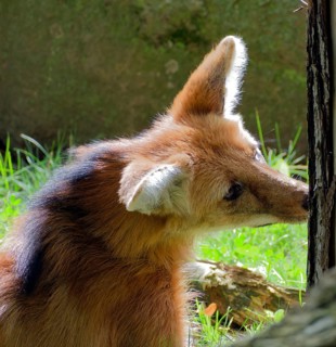Maned wolf