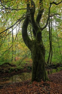 Beech forest in autumn
