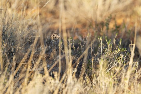 Northern Black Korhaan