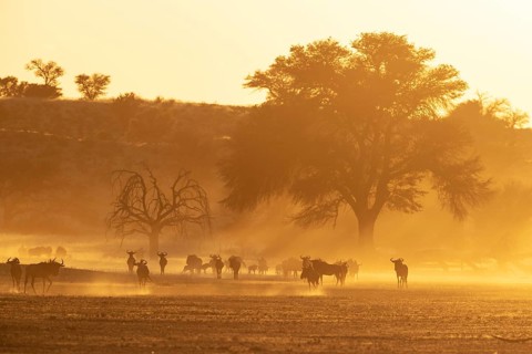 Blue Wildebeest