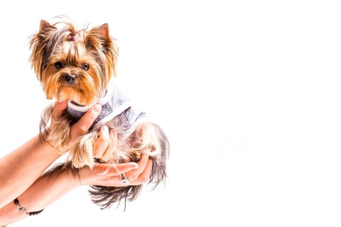 Close up hands holding friendly dog white background