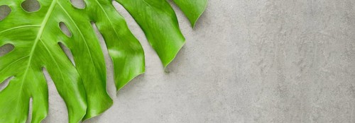 Flat lay monstera plant leaf with copy space