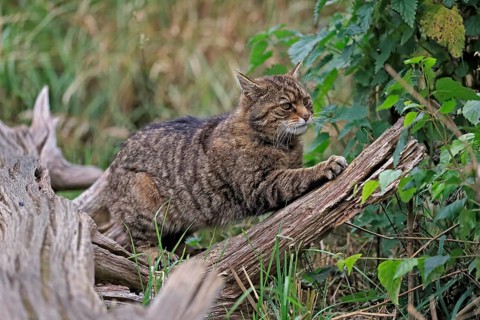 European wildcat