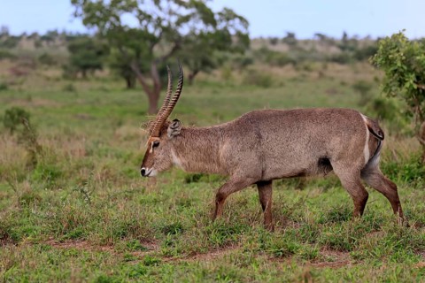 Ellipsen waterbuck