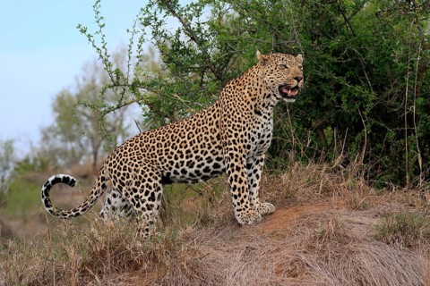 Leopard