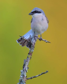 Red-backed Shrike