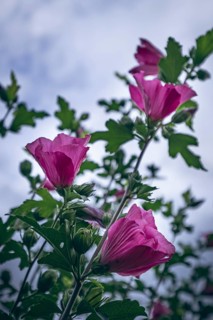 Hibiscuses