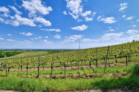 Vineyards in Wachenheim in Rhineland-Palatinate