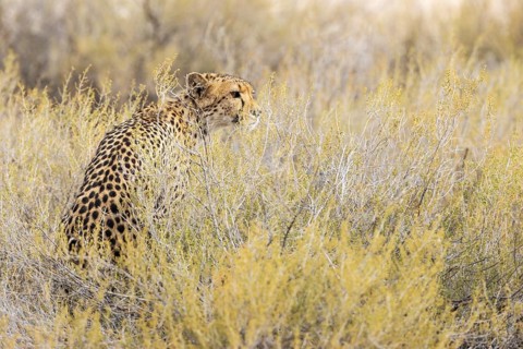 Cheetah