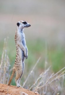 Suricate