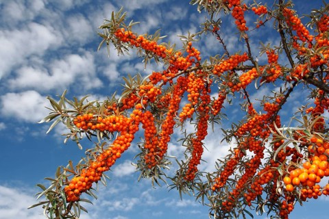 Fruits of common sea-buckthorn