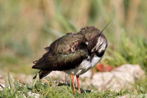 Northern lapwing