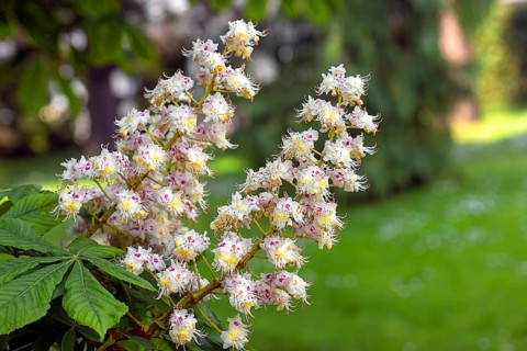 Blossoms of a horse chestnut