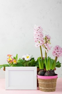 Frame with flower pot hyacinth