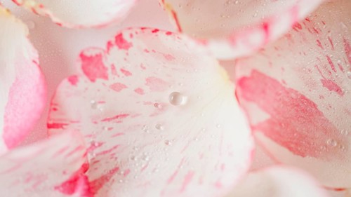 Top view rose petals close up wallpaper