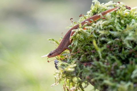 Common newt