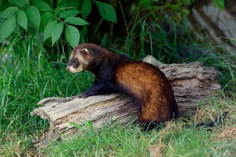 European polecat