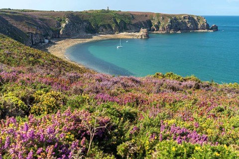 Blooming heath landscape at Cap Frehel