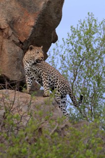 Leopard