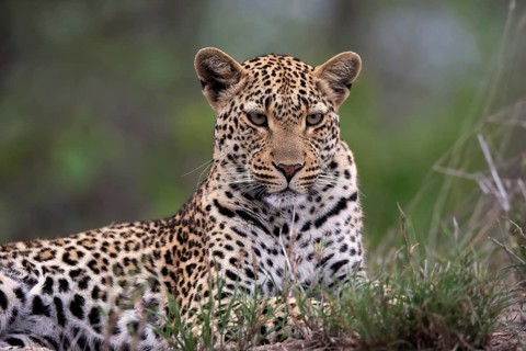 Leopard