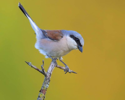 Red-backed Shrike