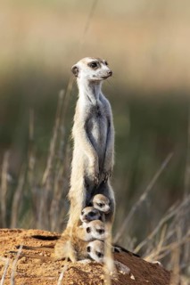 Suricate