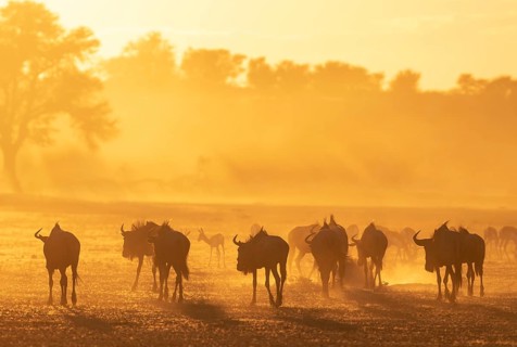 Blue Wildebeest