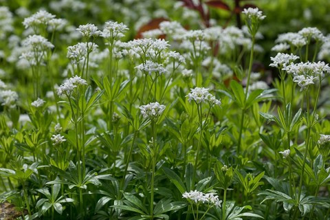 Flowering woodruff