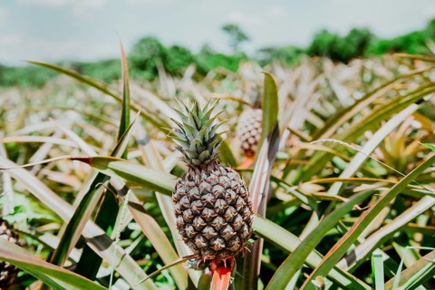 Harvest season and cultivation of pineapples. View of a beautiful growing pineapple plantation. in gardeen. Harvest of pineapple fruits with copy space