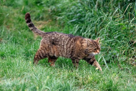 European wildcat