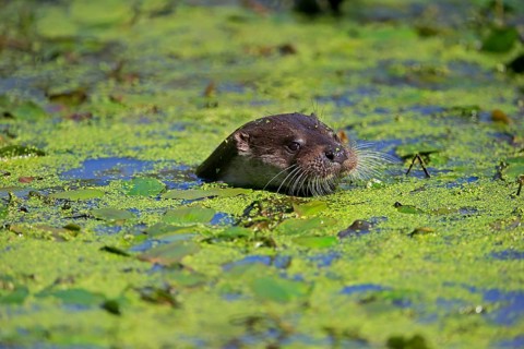 European otter